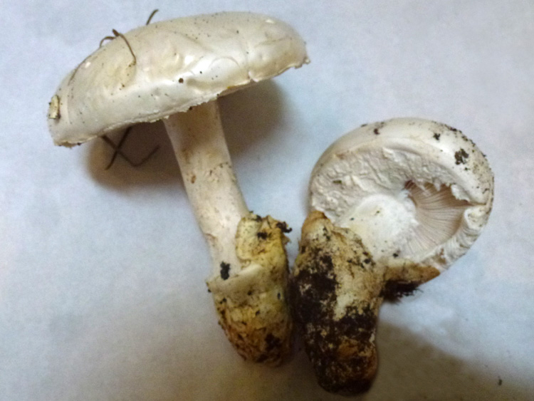 Amanita ovoidea