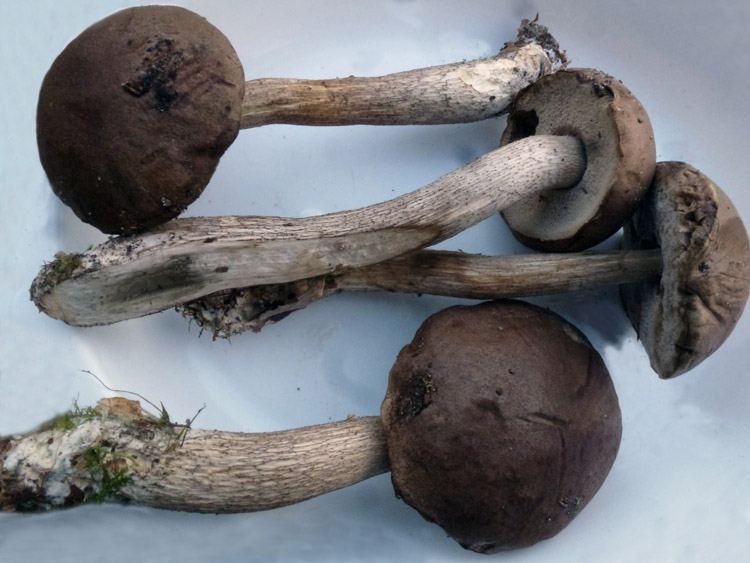 Leccinum brunneogriseolum