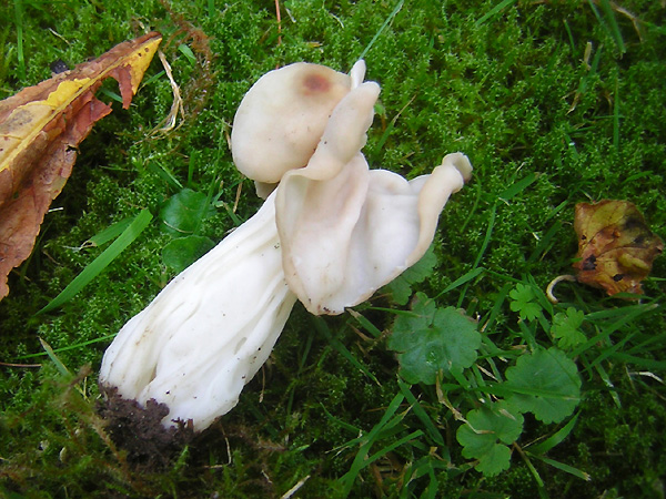 http://mycologiemontgeron.free.fr/fungi_site/asco/Helvella_cripa600px.jpg