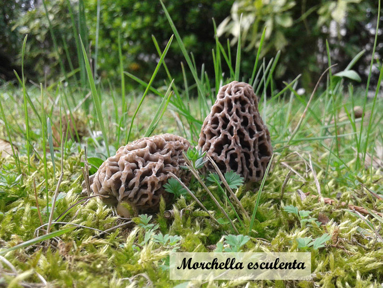 champignon